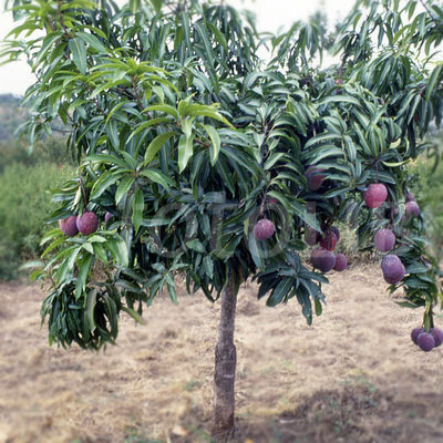 Mango Plantation